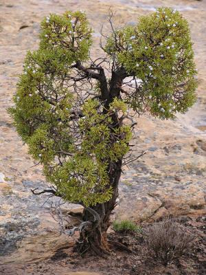 Dwarf Juniper, Hovenweep, UT (3/25/05)