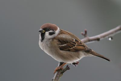 Tree Sparrow