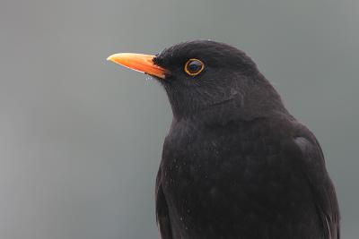 Worried Blackbird