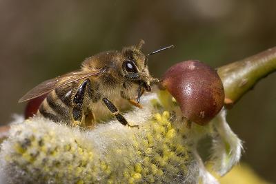 Honey bee and willow bud (Apis mellifera)