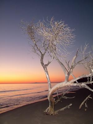 beach_tree