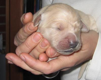 GOLDEN RETRIEVER BARCELONA