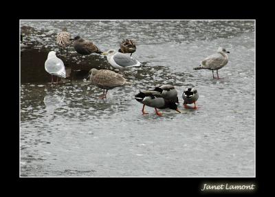 Ducks on ice II