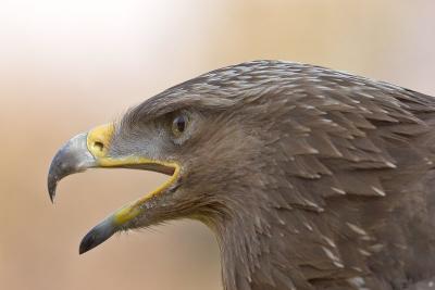 Birds of prey, Cerveny Kamen (Red Stone), SK