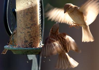 sparrow coming in for a landing