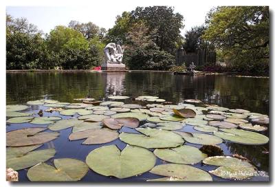 Lily pads and statue