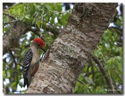 Red-Bellied Woodpecker