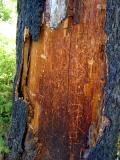 burnt Douglas fir