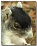 Fox Squirrel