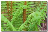 cinnamon fern