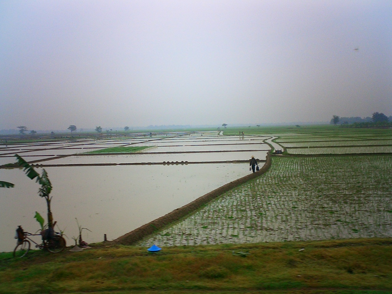 Rice fields - Java