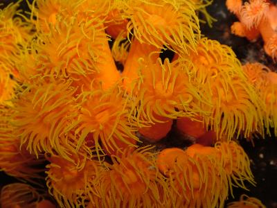 Zoanthid Corals - Orange Cups