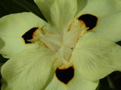 Closeup of an Iris Flower