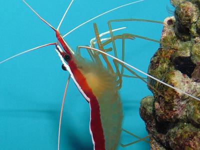 Closeup of a Shrimp