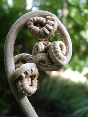 Fiddleheads