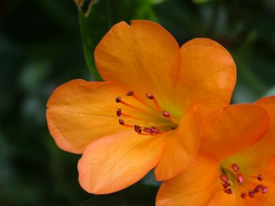 Orange Flower Close-up