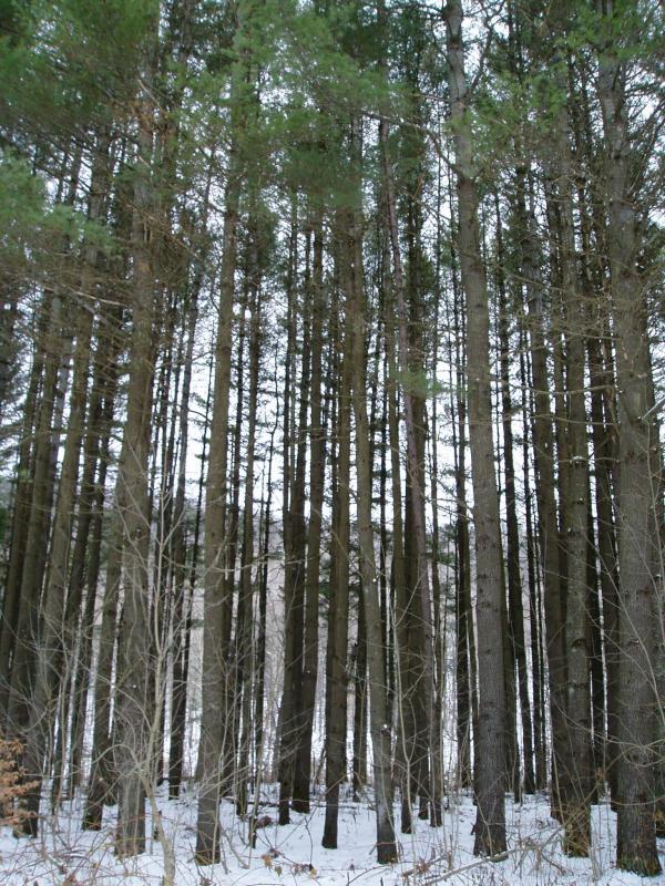 Tall Trees