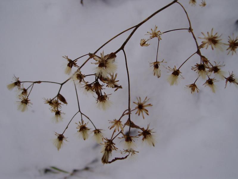 Winter Flowers