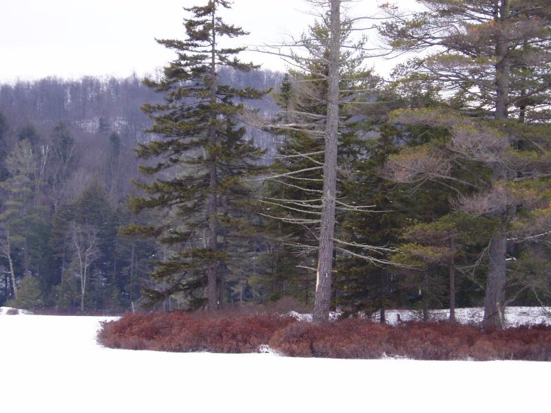 Cole Pond