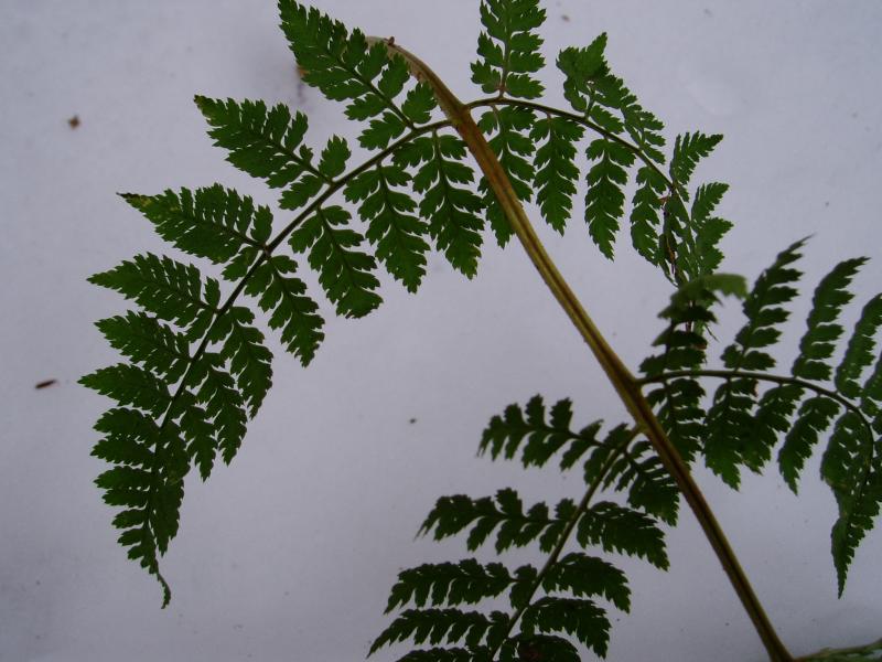 Winter Fern