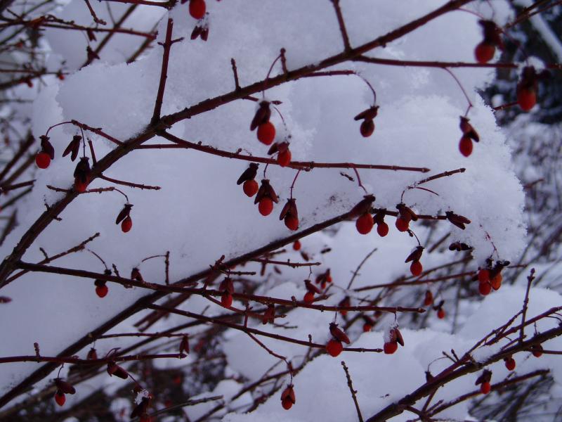 Snow covered berries
