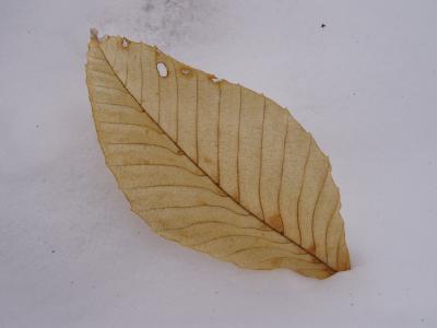 Skeleton Leaf