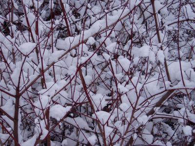 Snow covered bushes