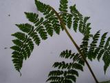 Winter Fern