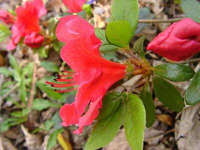 'Vuyk's Scarlet'