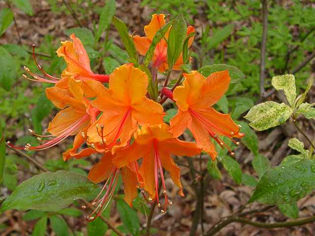 Dons Variegated Austrinum *