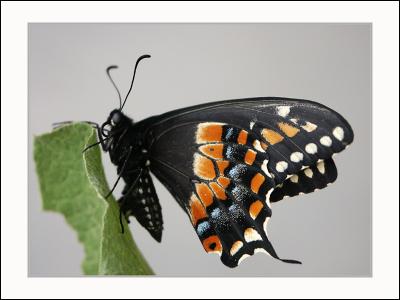 black-swallowtail copy.jpg