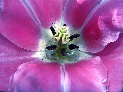 heartofflowerDSC01406.jpg
