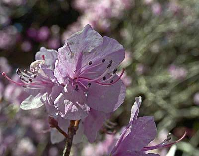 purpleblossomsDSC01472.jpg
