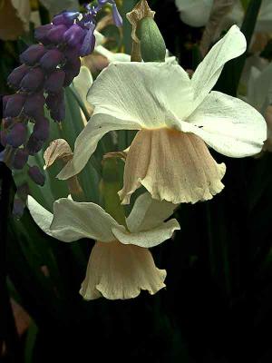 whiteblossomsDSC01409.jpg