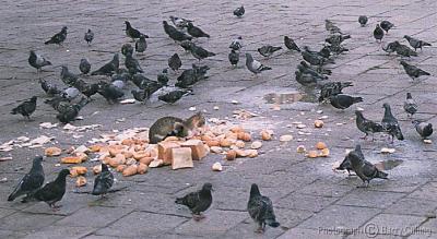 Cat with Pigeons.jpg