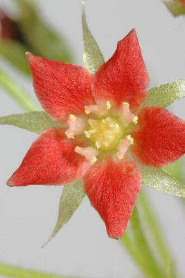 Lance-leaved Sundew - Drosera adelae