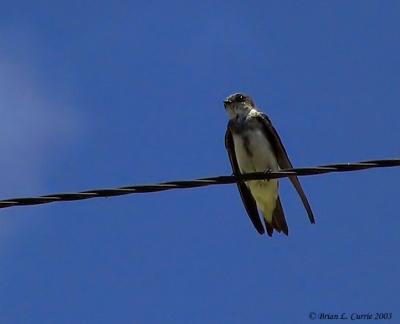 Bank Swallow 142_4298_filtered_filtered pbase 8-3-03.JPG