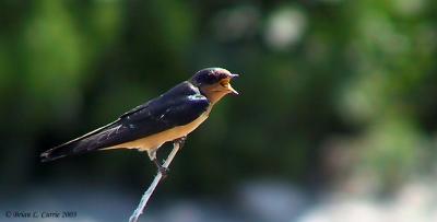 Barn Swallow 142_4254_filtered pbase 8-3-03.JPG