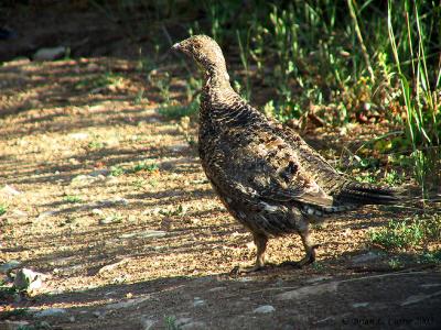 Blue Grouse 143_4325 pbase 8-3-03.JPG