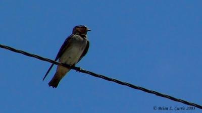Cliff Swallow 143_4303_filtered pbase 7-27-03.JPG