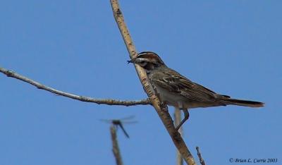 Lark Sparrow 142_4275_filtered pbase 7-27-03.JPG