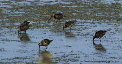 Long-billed Dowitchers 142_4241 pbase 7-28-03.JPG