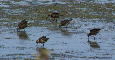 Long-billed Dowitchers 142_4241 pbase 7-28-03.JPG