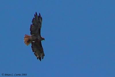Red-tailed Hawk 143_4356_filtered_filtered pbase 8-3-03.JPG