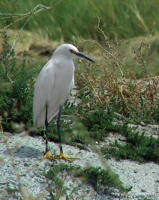 Snowy Egret 142_4285_filtered pbase 8-3-03.JPG