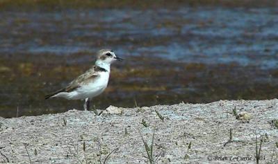 Snowy Plover 140_4067_filtered pbase 7-23-03.JPG