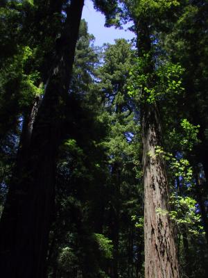 California Redwoods