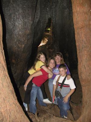 California Redwoods