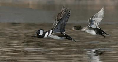 Hooded Mergansers A (one flying) 20D IMG_1638_filtered pbase 1-8-05.jpg