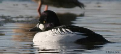 Common Goldeneye (20D) IMG_1581_filtered pbase 1-8-05.jpg